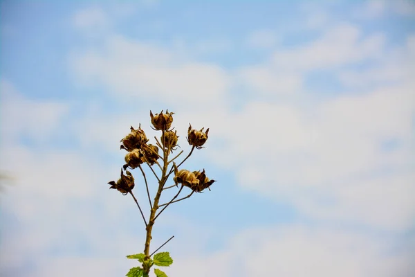 Bulutlu Kurutlu Kurumuş Tohum Kapsülleri: Kurumuş kahverengi tohumlu bir bitki sapının yakın çekimi, dağınık beyaz bulutlu yumuşak mavi bir gökyüzüne karşı duruyor.