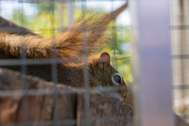 Hayvanat bahçesindeki sincabın yakın plan fotoğrafı.