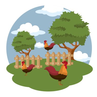 Çiftlik sahnesinde horozlar. Düz vektör çizimi
