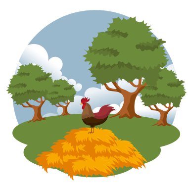 Horoz çiftlik sahnesinde. Horoz saman ların üzerinde duruyor. Düz vektör çizimi