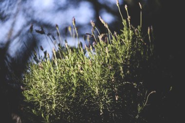 lavanta, aromatik bitki, bahçede gün batımı, alan, meyve bahçesi, dinlenmek, Lavandula officinalis, Lavandula vera, Lavandula agustifolia, Blooming lavanta alanı. Yaz çiçekleri. Seçici odak lama yapısı