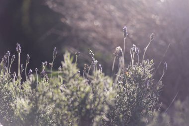 lavanta, aromatik bitki, bahçede gün batımı, alan, meyve bahçesi, dinlenmek, Lavandula officinalis, Lavandula vera, Lavandula agustifolia, Blooming lavanta alanı. Yaz çiçekleri. Seçici odak lama yapısı
