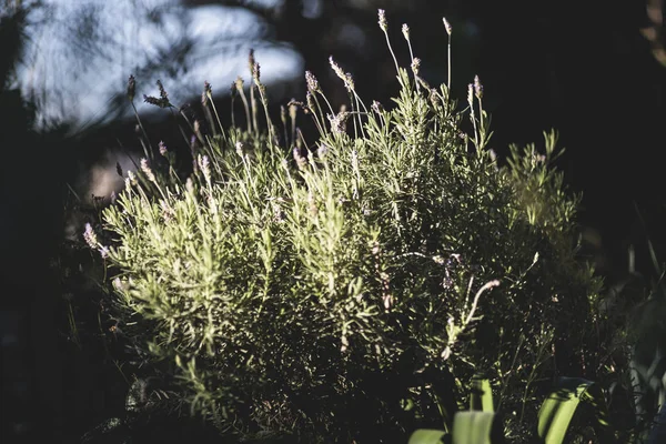 lavanta, aromatik bitki, bahçede gün batımı, alan, meyve bahçesi, dinlenmek, Lavandula officinalis, Lavandula vera, Lavandula agustifolia, Blooming lavanta alanı. Yaz çiçekleri. Seçici odak lama yapısı