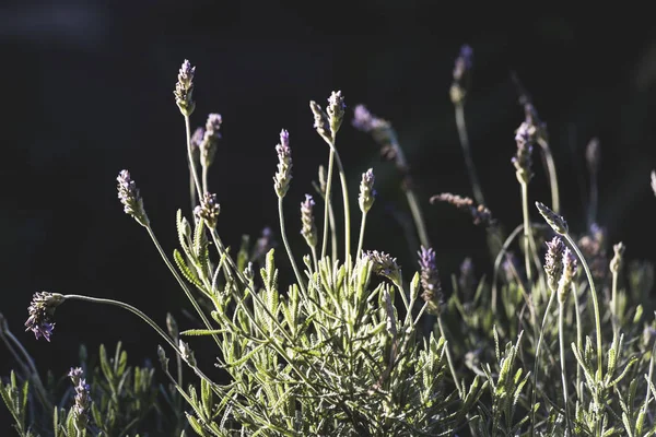 lavanta, aromatik bitki, bahçede gün batımı, alan, meyve bahçesi, dinlenmek, Lavandula officinalis, Lavandula vera, Lavandula agustifolia, Blooming lavanta alanı. Yaz çiçekleri. Seçici odak lama yapısı