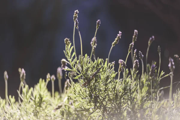lavanta, aromatik bitki, bahçede gün batımı, alan, meyve bahçesi, dinlenmek, Lavandula officinalis, Lavandula vera, Lavandula agustifolia, Blooming lavanta alanı. Yaz çiçekleri. Seçici odak lama yapısı