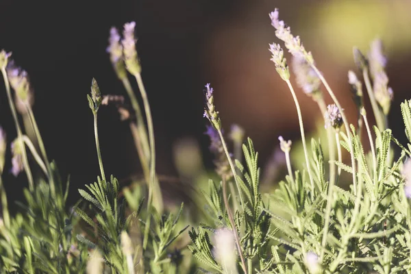 lavanta, aromatik bitki, bahçede gün batımı, alan, meyve bahçesi, dinlenmek, Lavandula officinalis, Lavandula vera, Lavandula agustifolia, Blooming lavanta alanı. Yaz çiçekleri. Seçici odak lama yapısı