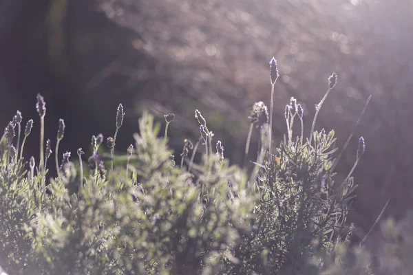 lavanta, aromatik bitki, bahçede gün batımı, alan, meyve bahçesi, dinlenmek, Lavandula officinalis, Lavandula vera, Lavandula agustifolia, Blooming lavanta alanı. Yaz çiçekleri. Seçici odak lama yapısı