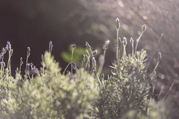 lavanta, aromatik bitki, bahçede gün batımı, alan, meyve bahçesi, dinlenmek, Lavandula officinalis, Lavandula vera, Lavandula agustifolia, Blooming lavanta alanı. Yaz çiçekleri. Seçici odak lama yapısı