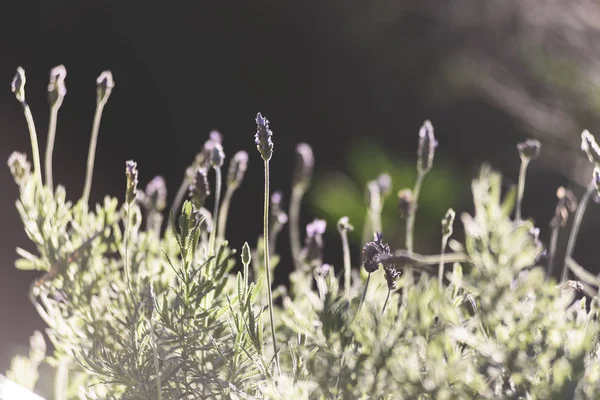 lavanta, aromatik bitki, bahçede gün batımı, alan, meyve bahçesi, dinlenmek, Lavandula officinalis, Lavandula vera, Lavandula agustifolia, Blooming lavanta alanı. Yaz çiçekleri. Seçici odak lama yapısı
