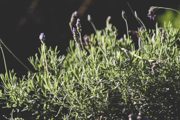 lavanta, aromatik bitki, bahçede gün batımı, alan, meyve bahçesi, dinlenmek, Lavandula officinalis, Lavandula vera, Lavandula agustifolia, Blooming lavanta alanı. Yaz çiçekleri. Seçici odak lama yapısı