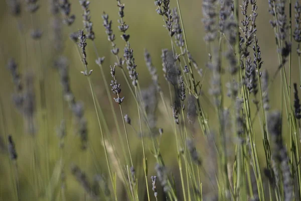 Lavanta çiçeklerinin düz detayı. Tıbbi aromatik bitkilerin Alanı. Patagonya, Arjantin