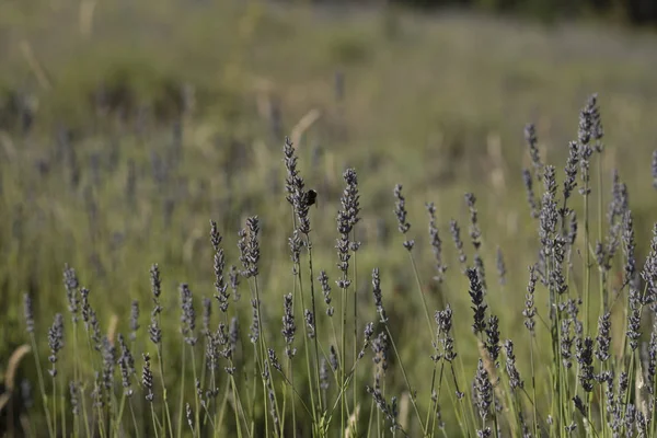 Nektar arayan bir bumblebee'nin detay fotoğrafı. Lavanta ve çayır tarlalarının tozlaşması. Patagonya, Arjantin