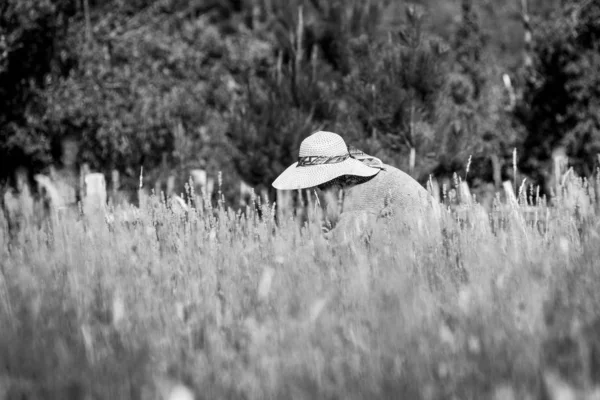 Lavanta çiçeği toplayan kadın. Aromatik çiftlik. Siyah beyaz fotoğraf. Patagonya, Arjantin