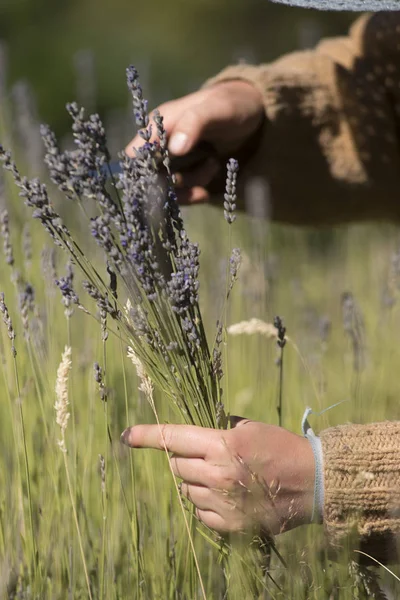 Gelinlik buketleri için lavanta hasat kadın ellerinin detayı. Aromatikler Arjantin Patagonya Alanı.