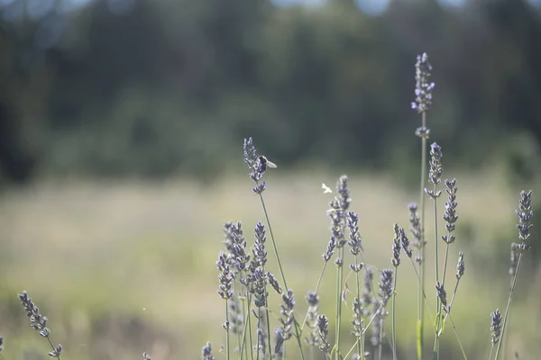 Nektar arayan bir bumblebee'nin detay fotoğrafı. Lavanta tarlalarının tozlaşması. Patagonya, Arjantin