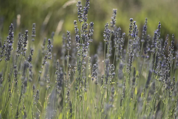 Lavanta çiçeklerinin düz detayı. Tıbbi aromatik bitkilerin Alanı. Patagonya, Arjantin