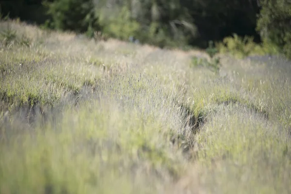 Lavanta bitkileriyetiştiriciliği. Aromatik alan. Patagonya, Arjantin