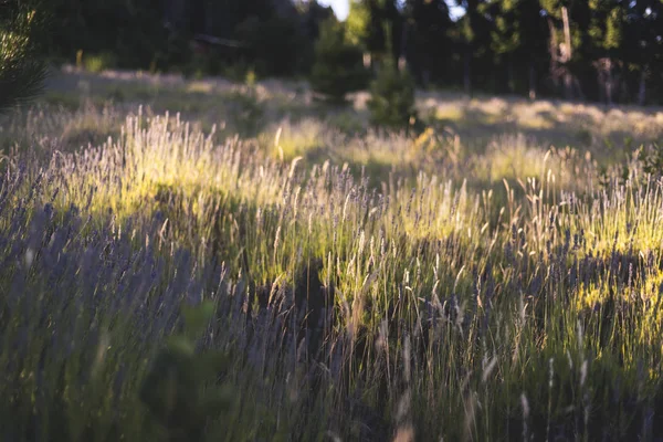 Lavanta tarlası, hasat. Bir tarlada gün batımı, lavanta aromaları; rahatlatıcı, aromatik ve tıbbi bitki. Patagonya'da lavanta hasadı.