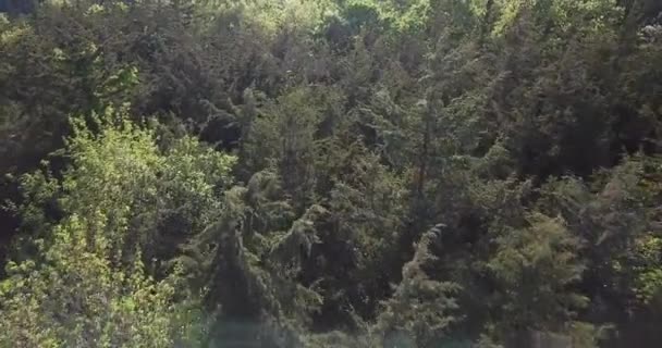 4K antena de voar sobre uma bela floresta verde — Vídeo de Stock
