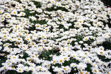 Blooming white daisy flower. Beautiful garden flower. Flower background.