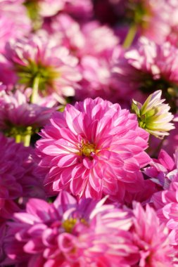 Pink color chrysanthemum. Chrysanthemum also known as florist's daisy and hardy garden mum, or in China juhua is a species of perennial plant from family Asteraceae.