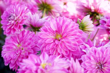 Pink color chrysanthemum. Chrysanthemum also known as florist's daisy and hardy garden mum, or in China juhua is a species of perennial plant from family Asteraceae.