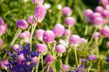 Pink globe amaranth flowers (Gomphrena) growing in a garden.  The image is taken in natural daylight, highlighting the soft pink tones of the flowers.
