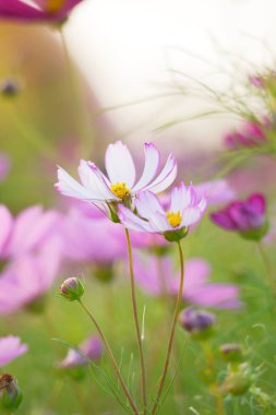 Common Cosmos flower at dusk. Evening Light Illuminating Large Cosmos Flowers. Low angle photo.