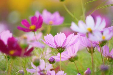 Common Cosmos flower at dusk. Evening Light Illuminating Large Cosmos Flowers. Low angle photo.