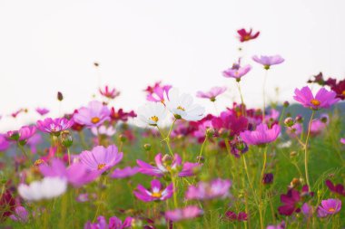Common Cosmos flower at dusk. Evening Light Illuminating Large Cosmos Flowers. Low angle photo.