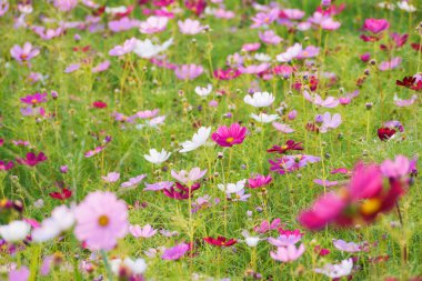 Common Cosmos flower at dusk. Evening Light Illuminating Large Cosmos Flowers. Low angle photo.