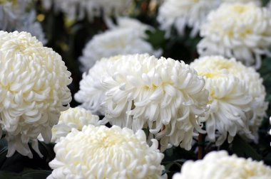 The petals are white chrysanthemums with a hint of yellow. Chrysanthemum also known as florist's daisy and hardy garden mum, or in China juhua is a species of perennial plant from family Asteraceae.