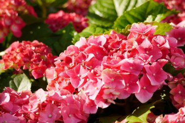 Flower field of Hydrangea. Pink and red flower blooming in spring and summer.