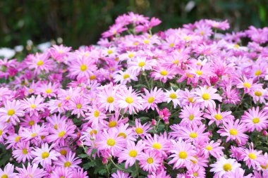 Pink daisy or marguerite daisy, is a perennial plant known for its flowers. Beautiful garden flower. Flower background.