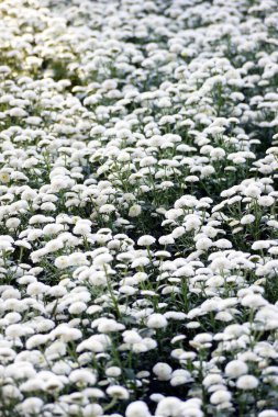 White Pot Mum (Ping Pong Ju), a small, spherical chrysanthemum. Its flower language has the meaning of collection, good luck, and bring full of good luck.