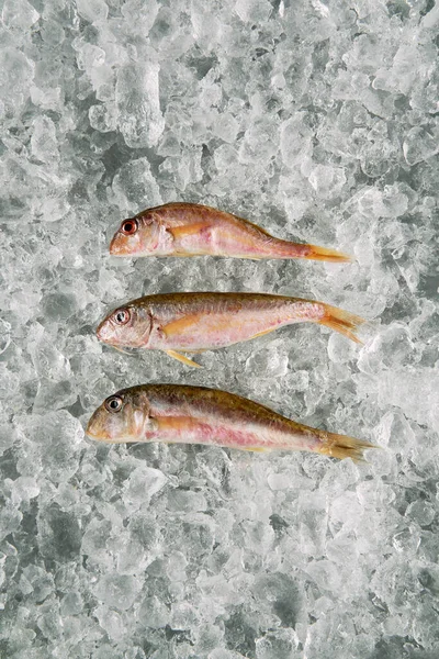 Meeresfrüchte Fisch auf Eis — Stockfoto