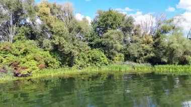 aerial view of lush riverside forest on a sunny summer day