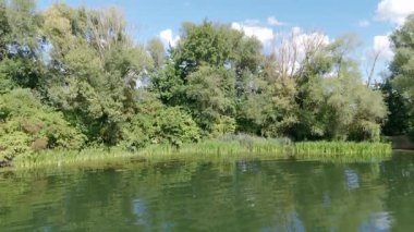 aerial view of lush riverside forest on a sunny summer day
