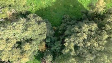 Top Down View of lake and swamp in summer