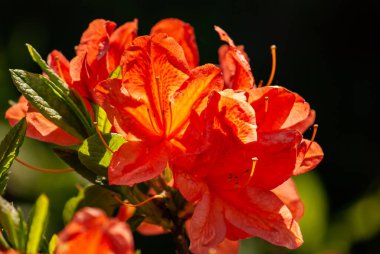 Canlı turuncu açelyaların parlak güneş ışığında açtığı yakın plan çekimleri, zarif taç yapraklarını ve yemyeşil yapraklarını gözler önüne seriyor. Bahar ya da çiçek teması için mükemmel.