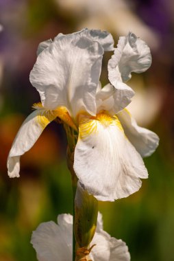 Beyaz bir iris çiçeğinin narin taç yapraklarını gösteren detaylı bir makro fotoğraf, bulanık bir bahçe arka planına karşı sıcak güneş ışığıyla vurgulanmış..