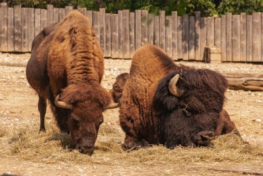 İki görkemli bizon, samanlıkta sakince otluyor. Huzurlu sahne, vahşi yaşamın özünü ve doğadaki barışçıl birlikteliği yakalıyor.