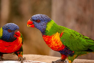 İki gökkuşağı lorisi birbirleriyle çarpışırken canlı tüylerini sergilerler. Parlak renkleri ve canlı etkileşimleri egzotik kuş yaşamının özünü yakalar.