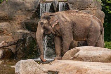 Kayalar ve yeşilliklerle çevrili çağlayan bir şelalenin yanında heybetli bir fil duruyor. Huzurlu sahne doğal ve huzurlu bir ortamda vahşi yaşamın özünü yakalıyor.