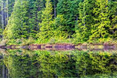 Stella Gölü 'nün sularına yansıyan bir grup ağaç. Stella Lake, Kanada, BC, Vancouver Adası 'ndaki Campbell Nehri yakınlarında bulunan bir göl grubunun parçasıdır.