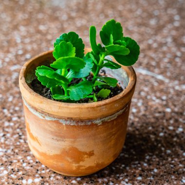 Mermer üzerinde kahverengi el yapımı tencerede aranjmani