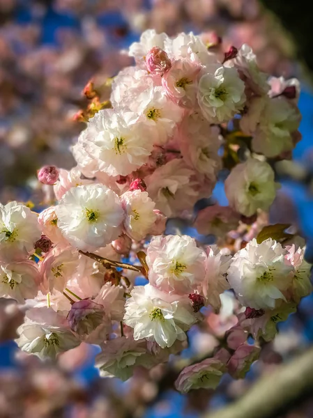 Closed Cherry Blossom Sacura Manhattan Beach Brooklyn — Stock Photo, Image