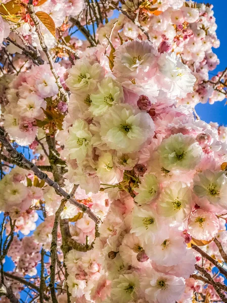 Stängt Upp Körsbärsblommor Sacura Manhattan Beach Brooklyn Oss — Stockfoto