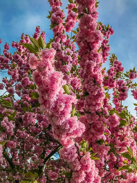 Stängt Upp Körsbärsblommor Sacura Brooklyn Oss — Stockfoto