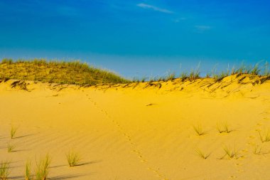 Anne bizi kum tepeleri ve çim Provincelands Cape Cod.
